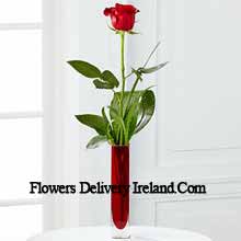 A Single Red Rose In A Red Test Tube Vase Delivered in Ireland